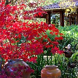 devant le salon de the avec acer palmatum Bloodgood.jpg